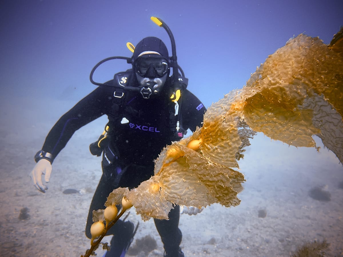 2026 | Week 13 | The Divemaster Clock Is Running